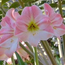 Amarilis (meilenis) 'Cherry Blossom' XL dydis, 1 vnt.