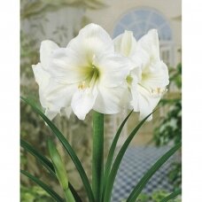 Amaryllis   'Mont Blanc' XL1pcs.