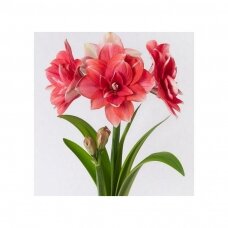 Amaryllis 'Double Dream' XL1pcs.