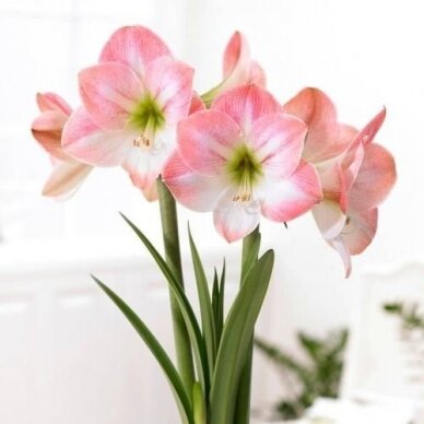 Amaryllis  'Cherry Blossom' XL1pcs. 1