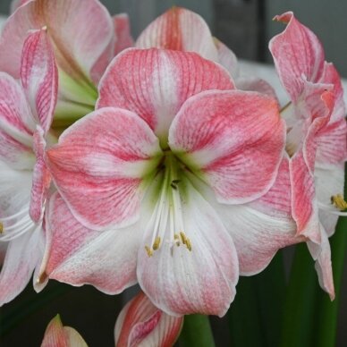 Amaryllis  'Cherry Blossom' XL1pcs. 2