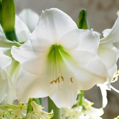 Amaryllis   'Mont Blanc' XL1pcs.