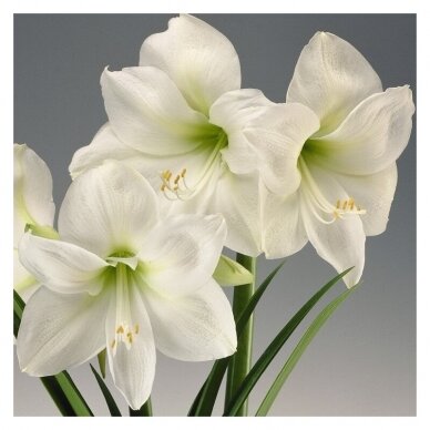 Amaryllis   'Mont Blanc' XL1pcs. 1