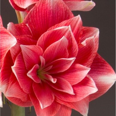 Amaryllis 'Double Dream' XL1pcs.