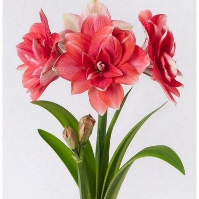 Amaryllis 'Double Dream' XL1pcs. 1