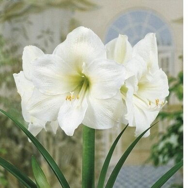 Amaryllis   'Mont Blanc' XL1pcs. 2