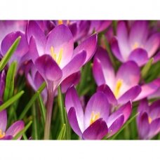 Crocus 'Ruby Giant' Tommasianus,  50 pcs.