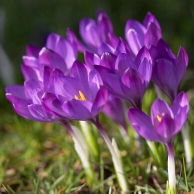 Crocus 'Ruby Giant' Tommasianus,  50 pcs.