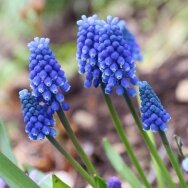 Muscari Armeniacum bulbs, 50pcs