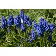 Muscari Armeniacum bulbs, 50pcs