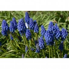 Muscari Armeniacum bulbs, 100pcs