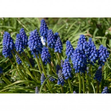 Muscari Armeniacum bulbs, 100pcs 1