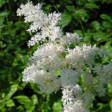 Astilbe 'Brautschleier', juur, 3 tk.