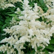 Astilbe 'Brautschleier', juur, 3 tk.