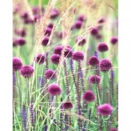 Ornamental alliums 'Sphaerocephalon', 25 pcs.