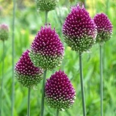 Ornamental alliums 'Sphaerocephalon', 10 pcs.