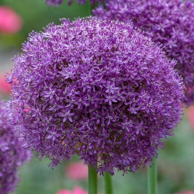 Ornamental garlic 'Ambassador', 1 pcs.