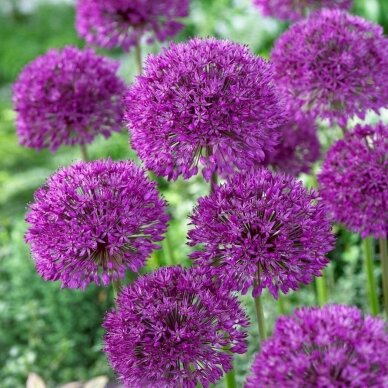 Ornamental alliums 'Purple Sensation', 50 pcs.