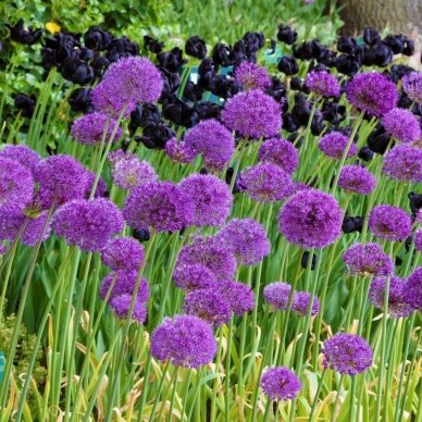 Ornamental alliums 'Purple Sensation', 15 pcs. 1