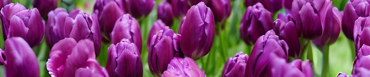 tulips