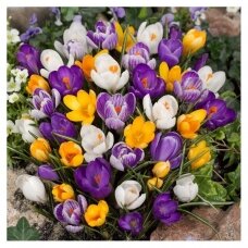 Crocus large-flowered, assorted, 50 pcs.