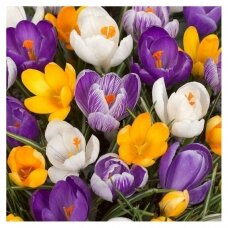 Crocus large-flowered, assorted, 100 pcs.