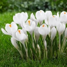 Crocus large-flowered JEANNE D'ARC, 100 pcs.