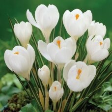 Crocus large-flowered JEANNE D'ARC, 100 pcs.