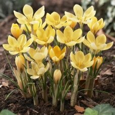 Crocus 'Romance Chrysanthus', 500 pcs.