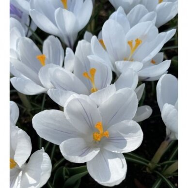 Crocus large-flowered JEANNE D'ARC, 500 pcs. 2