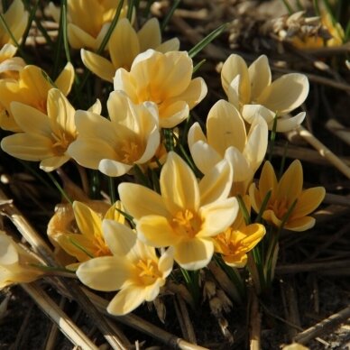 Crocus 'Romance Chrysanthus', 500 pcs. 2