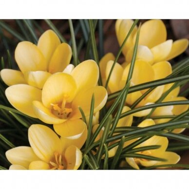 Crocus 'Romance Chrysanthus', 100 pcs.