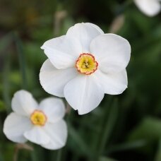 Narcizų svogūnėliai 'Actaea', 5 vnt.