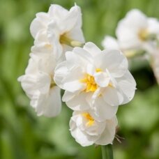 Nartsissisibulad 'Bridal Crown', 100 tk.