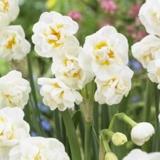 Narcissus bulbs 'Bridal Crown', 100 pcs.