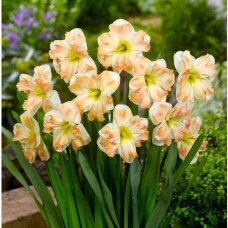 Narcissus bulbs 'Cum Laude'', 15 pcs.