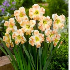 Narcissus bulbs 'Cum Laude'', 5 pcs.