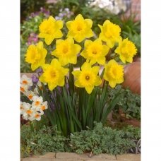 Narcissus bulbs 'Dutch Master', 15 pcs.