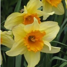 Narcissus bulbs 'Fortune' 5 pcs.