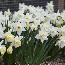 Narcissus bulbs 'Mount Hood', 15 pcs.