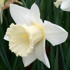 Narcissus bulbs 'Mount Hood', 5 pcs.