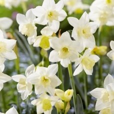 Narcissus bulbs 'Pueblo', 25 pcs.