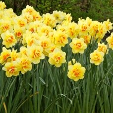 Narcissus bulbs 'Tahiti'  15 pcs.