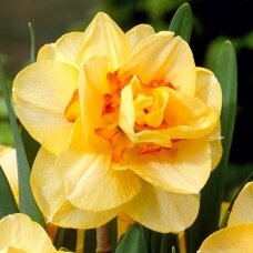 Narcissus bulbs 'Tahiti'  15 pcs.