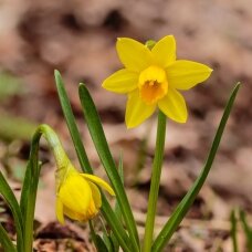 Narcissus bulbs 'Tête à Tête', 10 pcs.