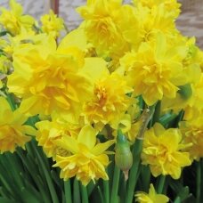 Narcissus bulbs  'Tête Boucle' 100 pcs.