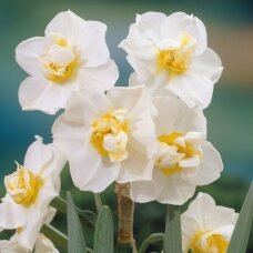 Narcissus bulbs 'White Cheerfulness', 15 pcs.