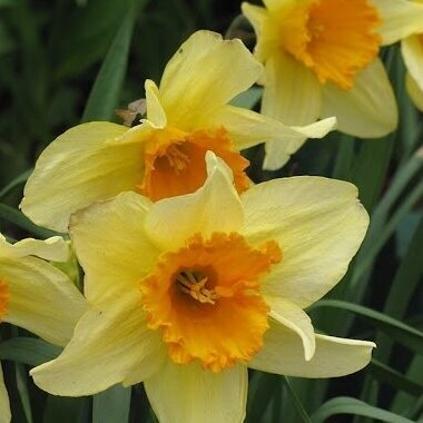 Narcissus bulbs 'Fortune', 15 pcs.