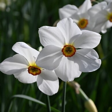 Nartsissisibulad 'Actaea', 25 tk. 2