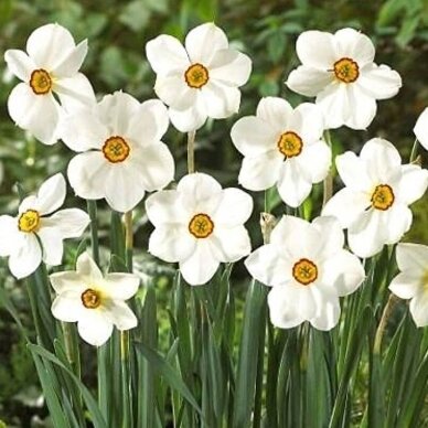 Narcissus bulbs 'Actaea', 25 pcs. 1